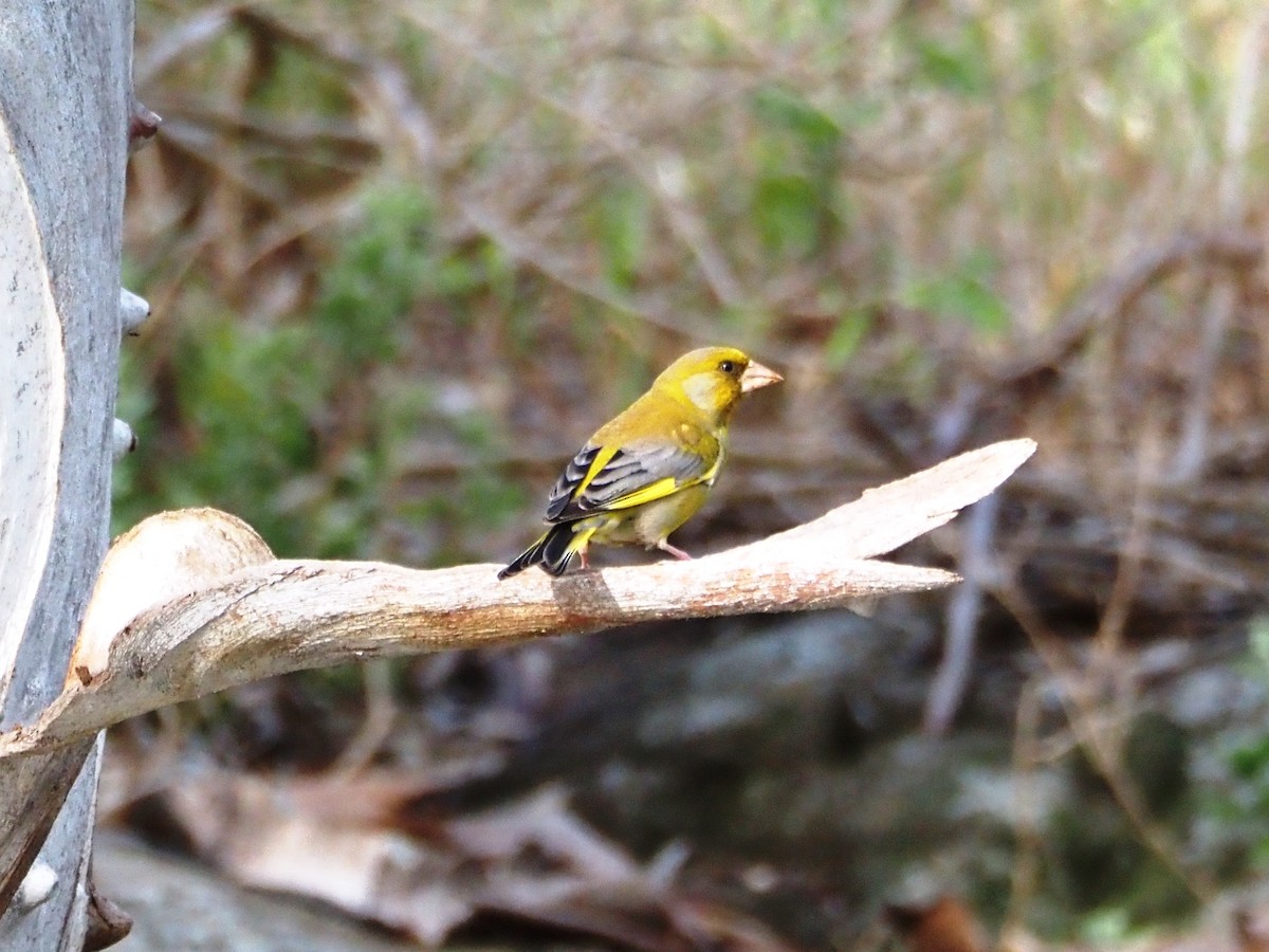 European Greenfinch - ML645861984
