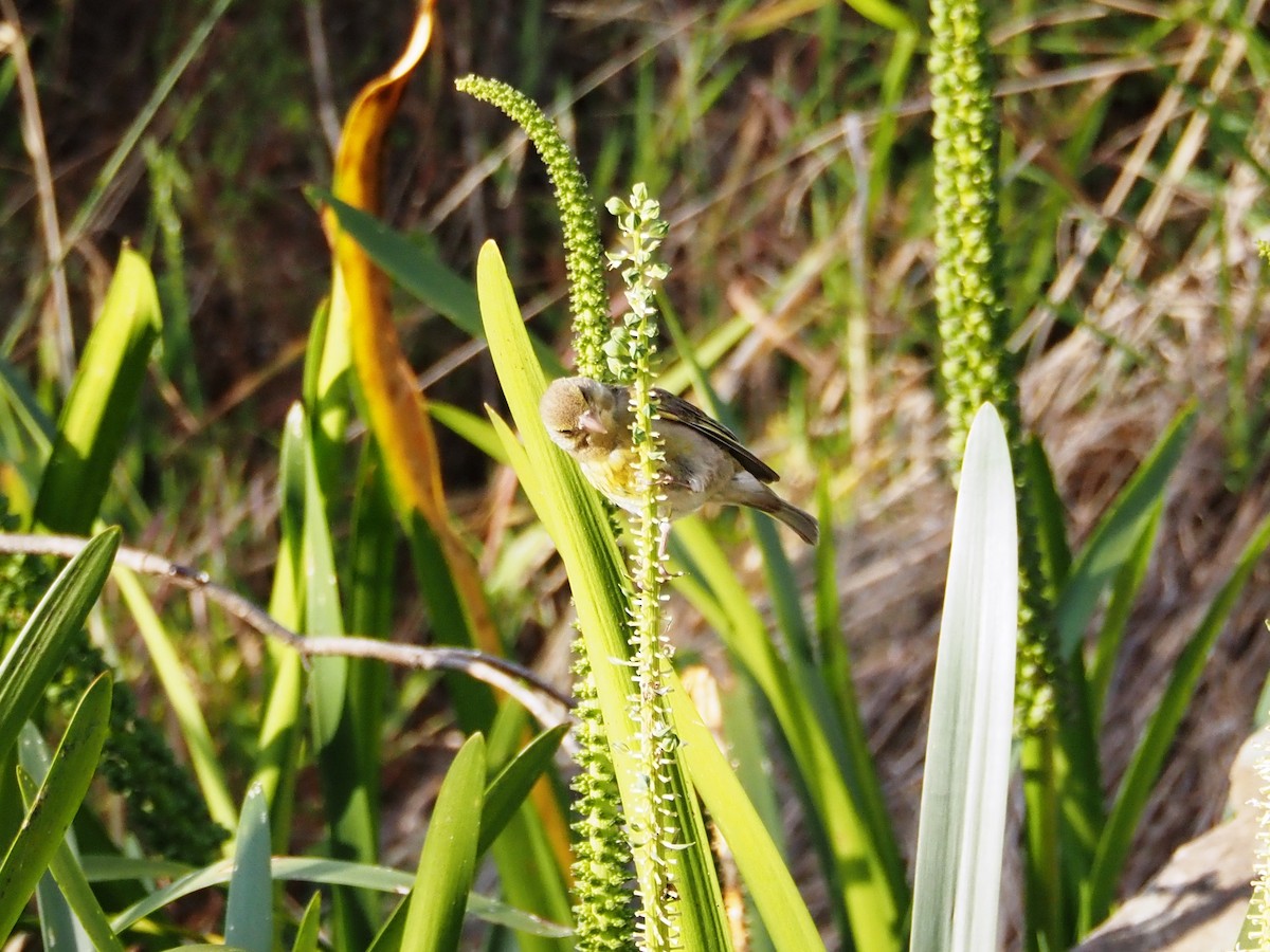European Greenfinch - ML645861985