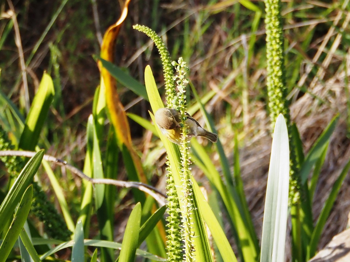 European Greenfinch - ML645861986