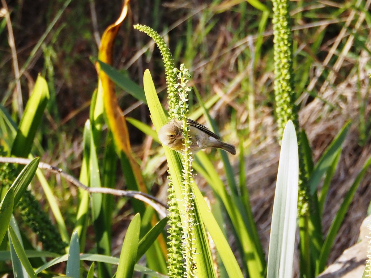 European Greenfinch - ML645861987