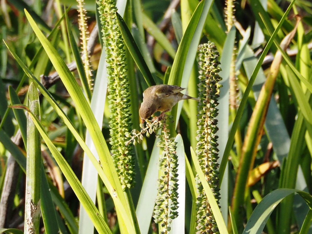 European Greenfinch - ML645861988