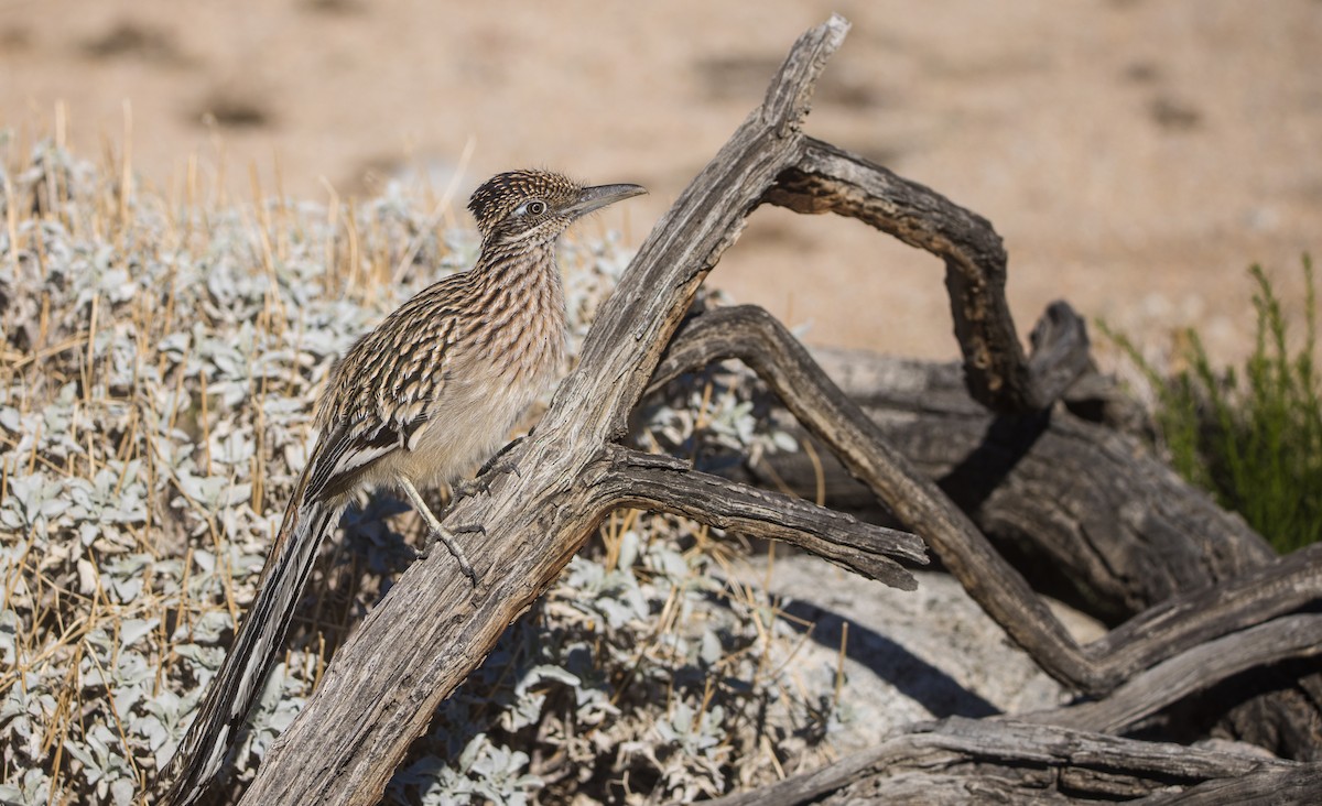 Greater Roadrunner - ML645861989