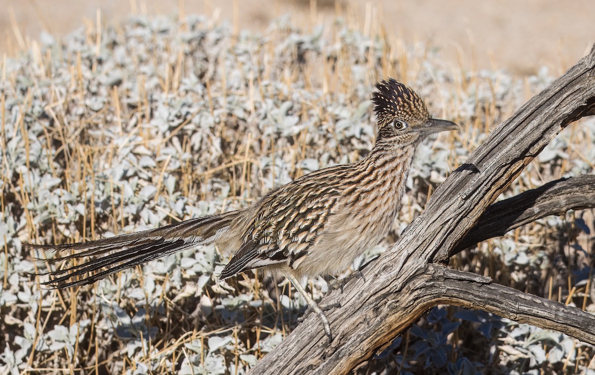 Greater Roadrunner - ML645861990