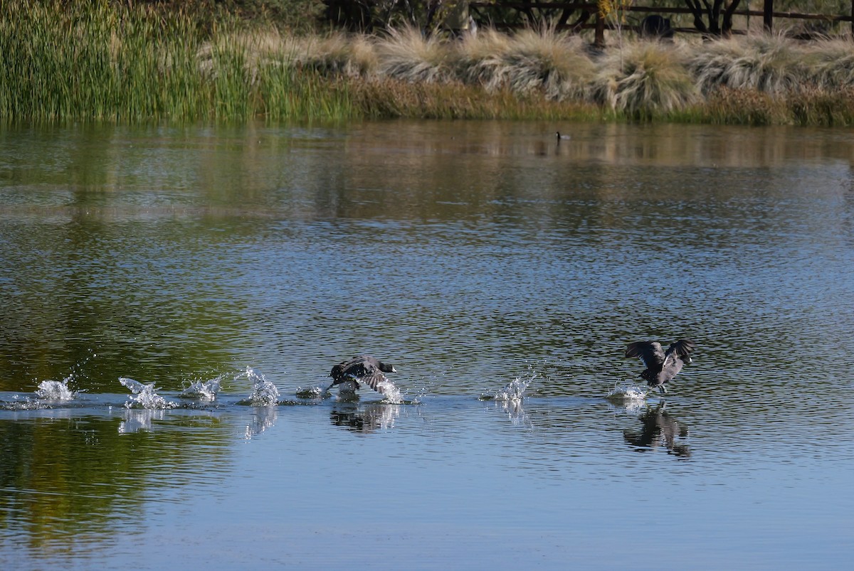 American Coot - ML645861991