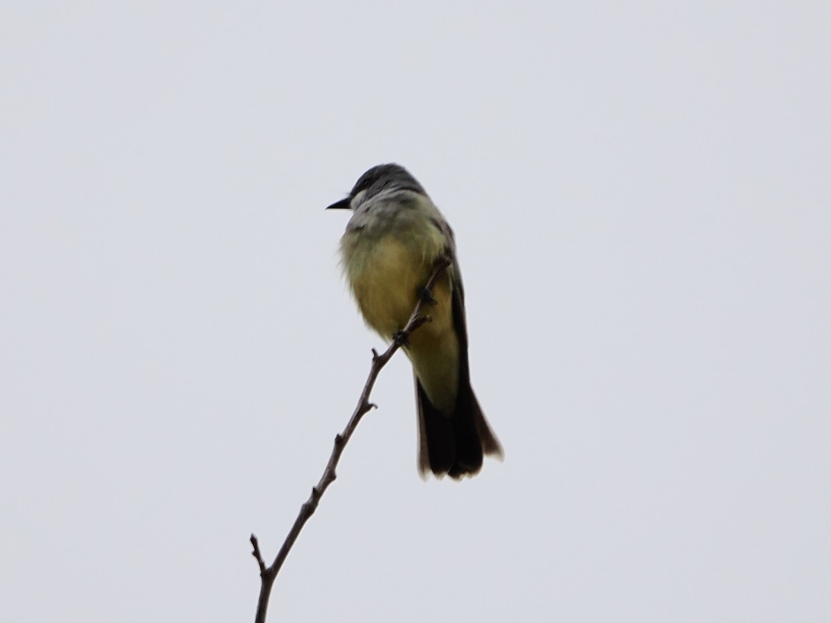 Cassin's Kingbird - ML645861992