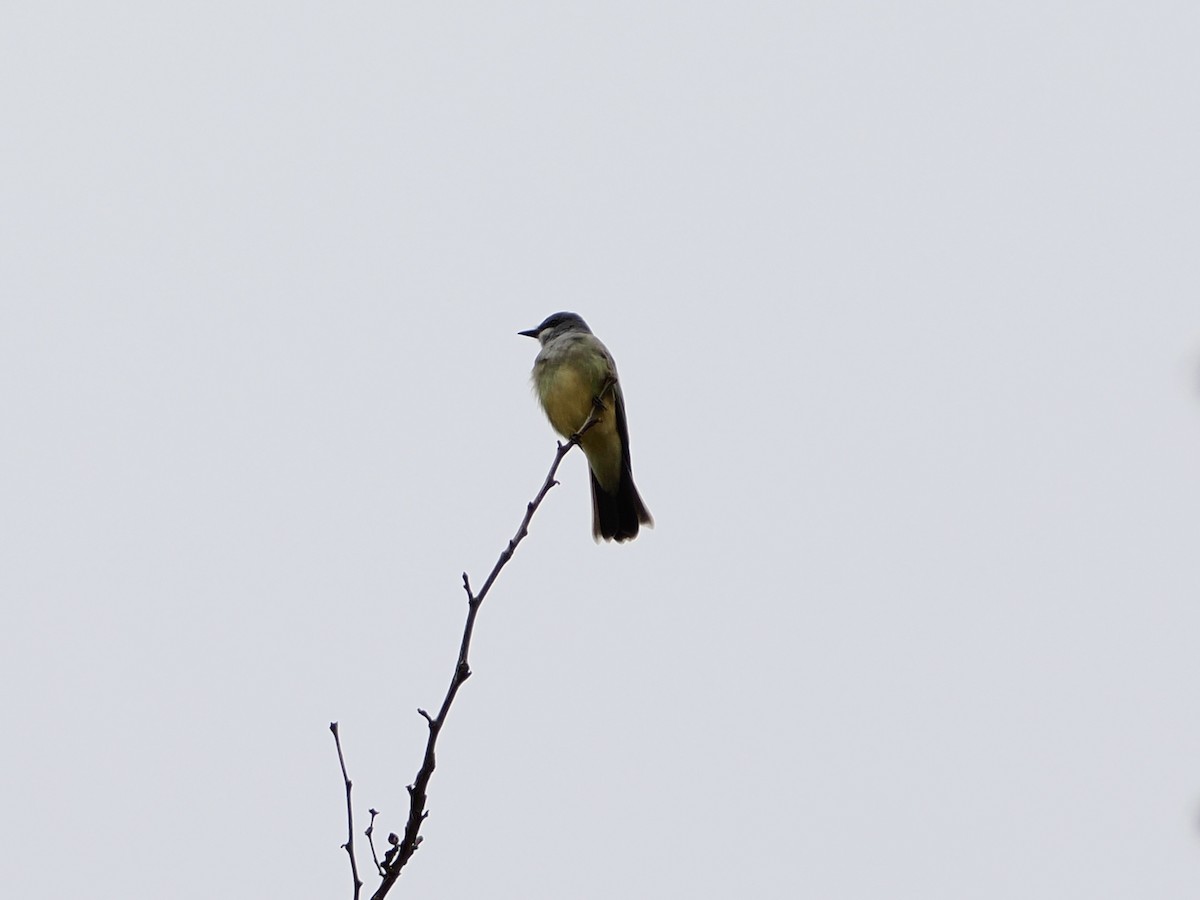 Cassin's Kingbird - ML645861993