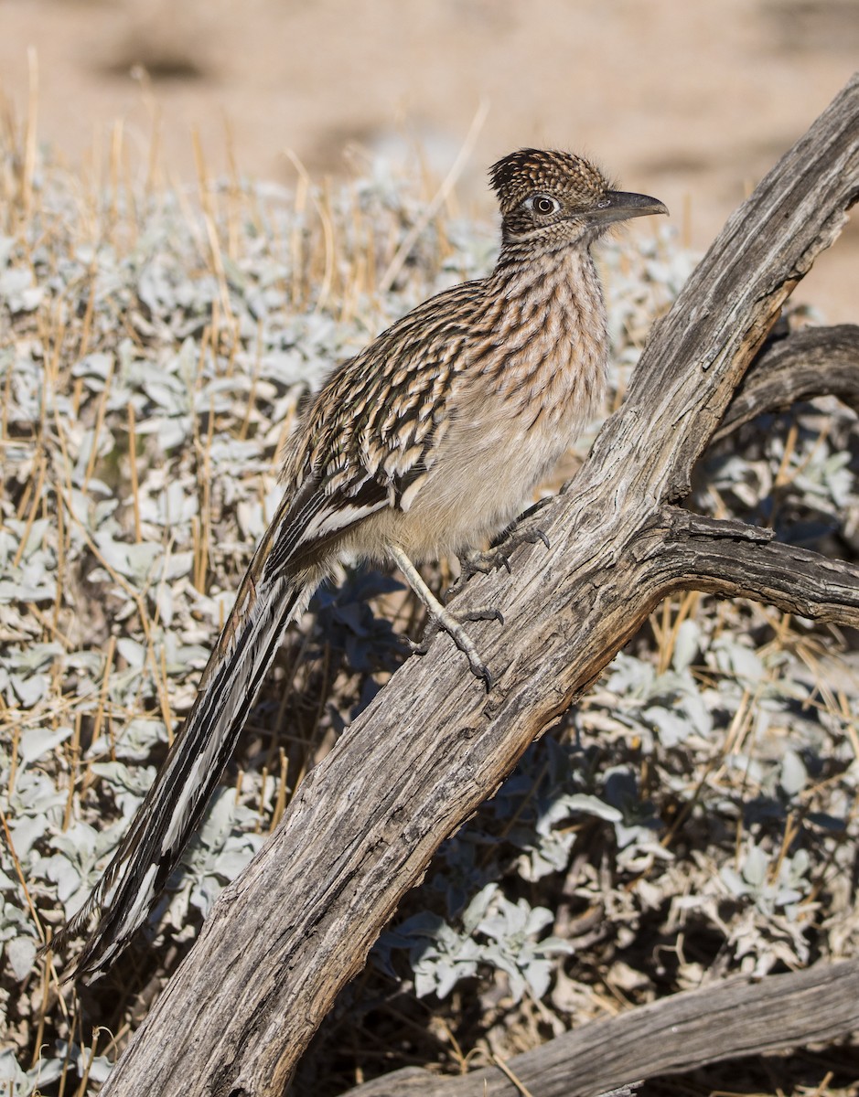 Greater Roadrunner - ML645861994