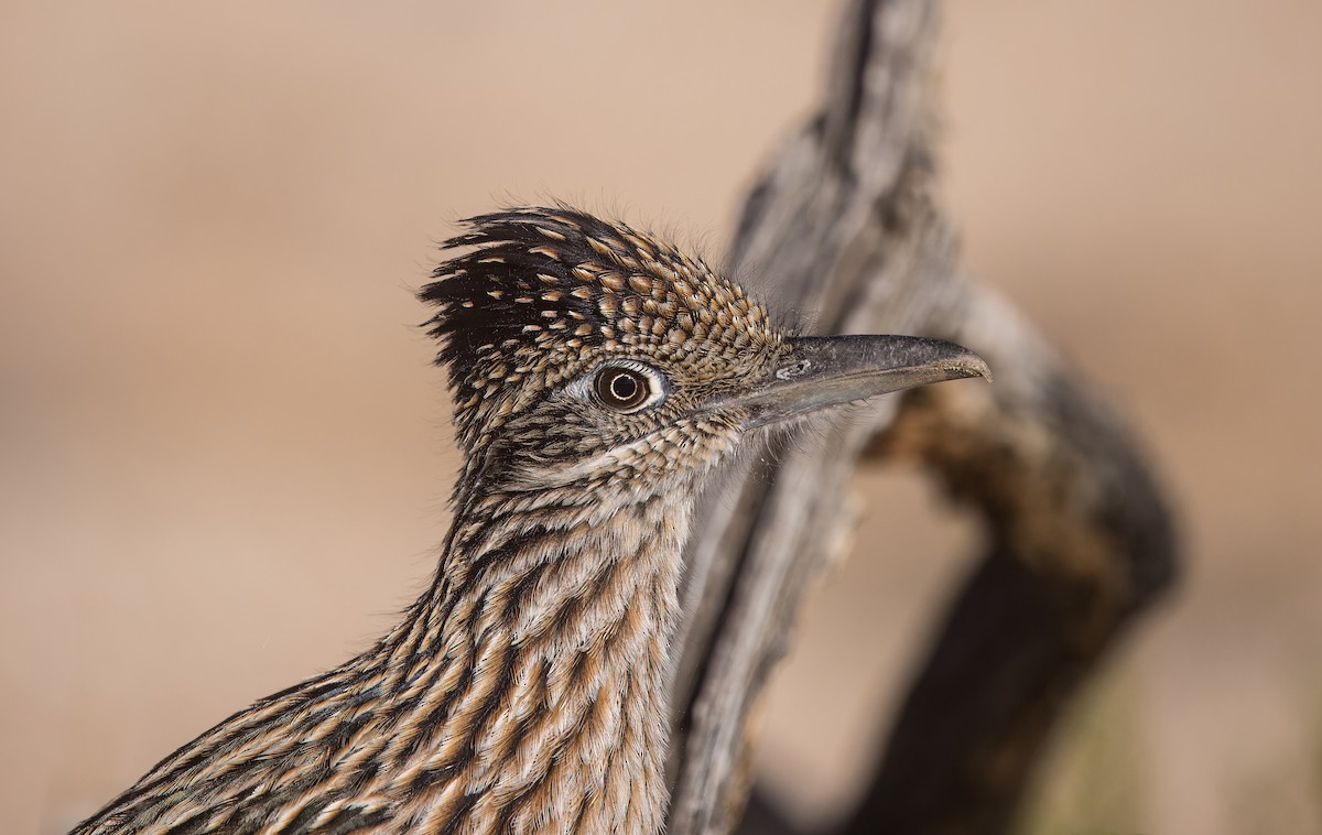 Greater Roadrunner - ML645861996