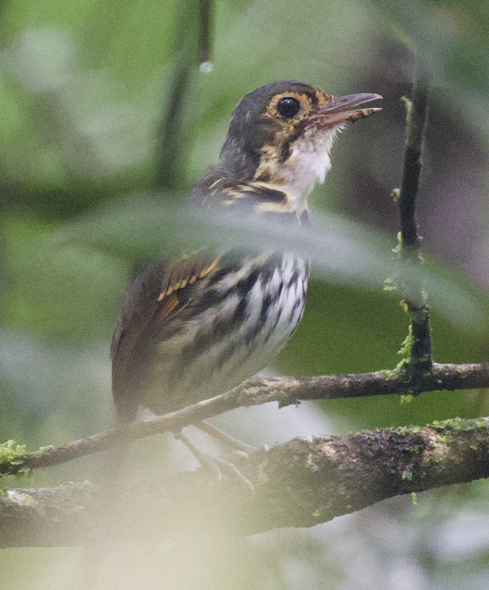 Streak-chested Antpitta - ML645861998