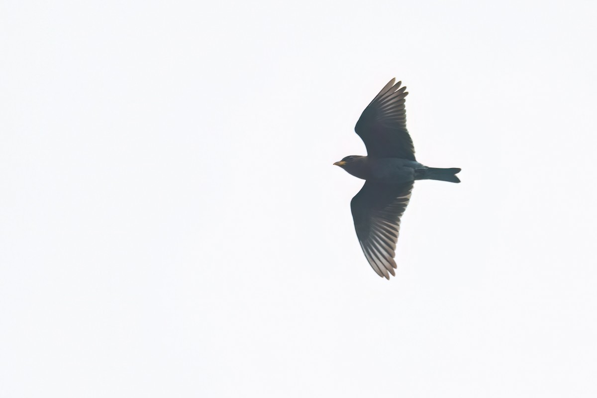 Broad-billed Roller - ML645861999