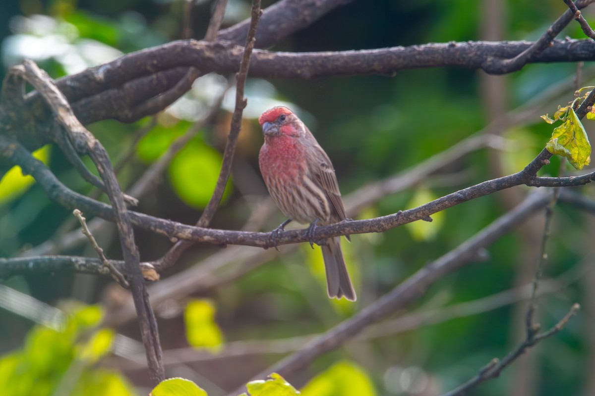 House Finch - ML645862001