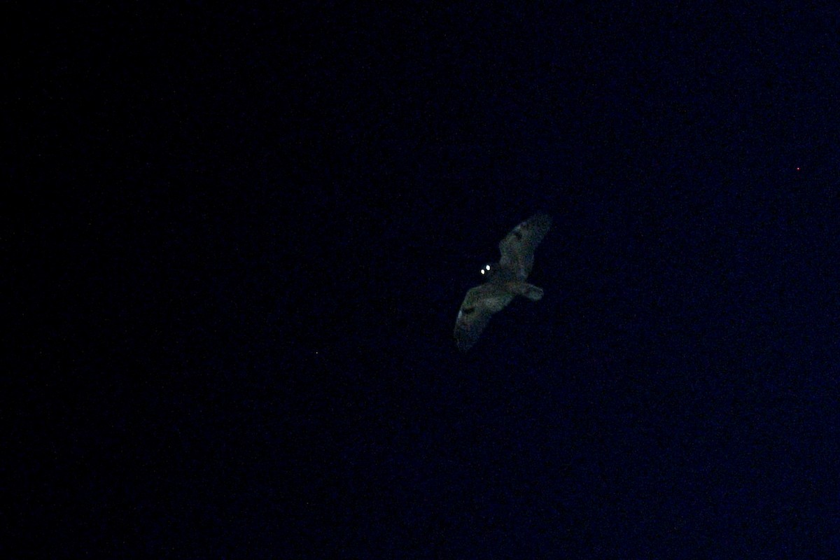 Long-eared Owl - ML645862002