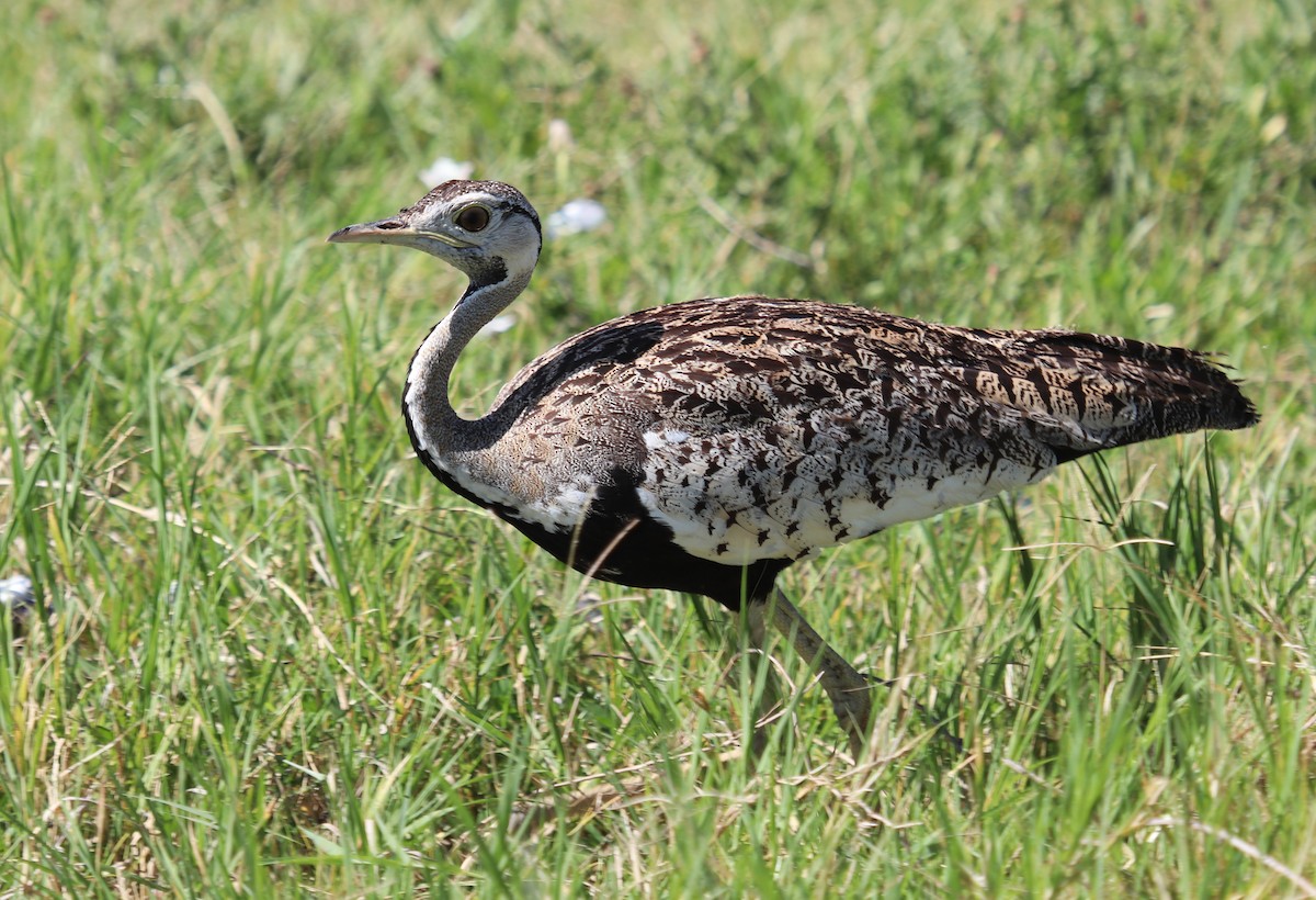 Black-bellied Bustard - ML645862005