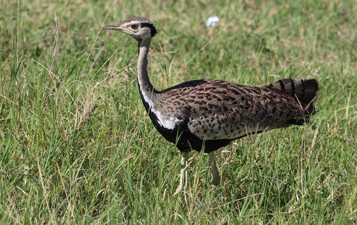 Black-bellied Bustard - ML645862006