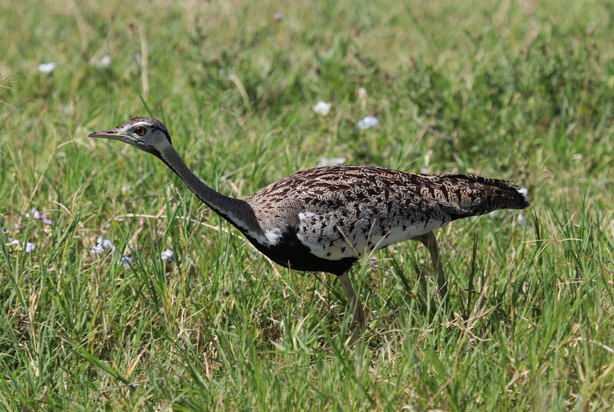 Black-bellied Bustard - ML645862007