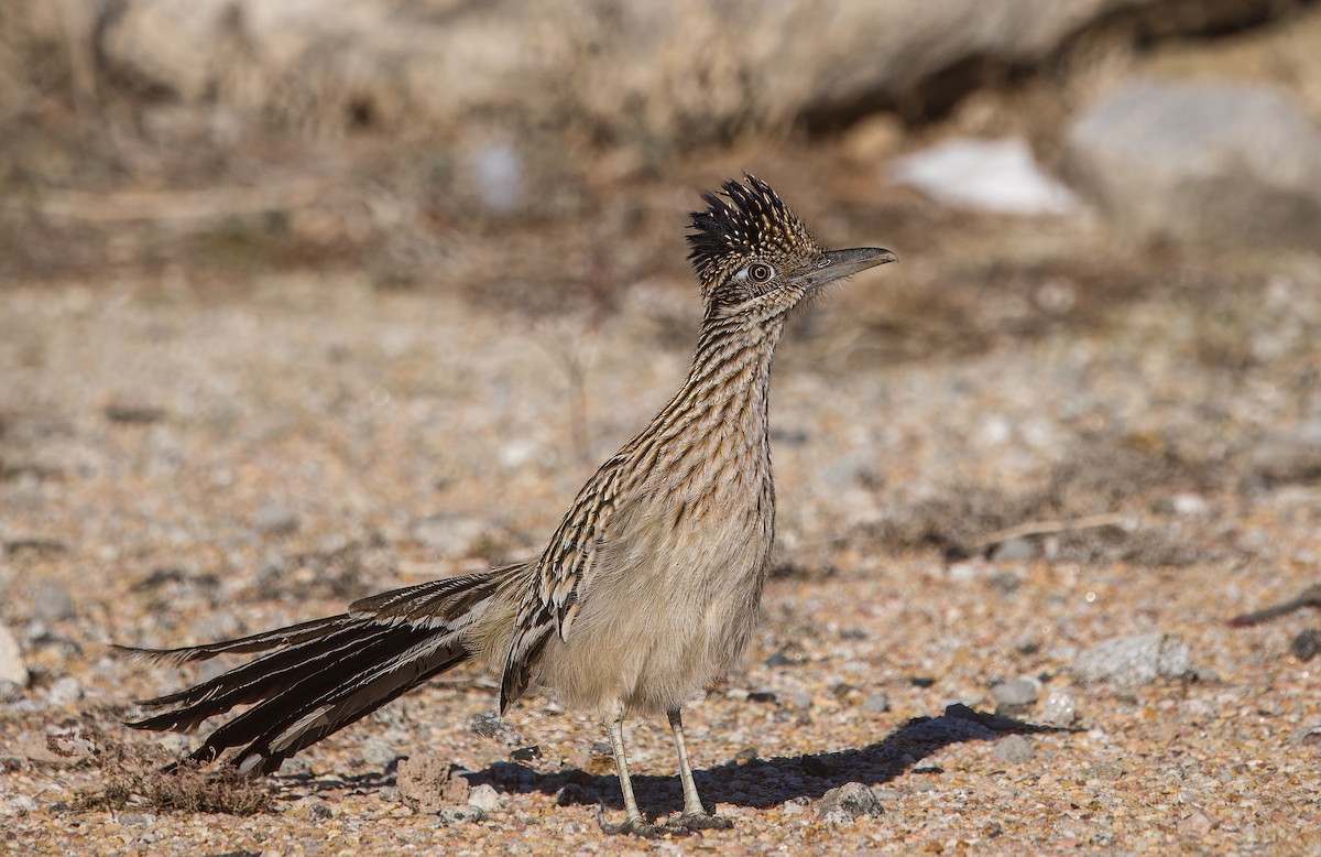 Greater Roadrunner - ML645862008