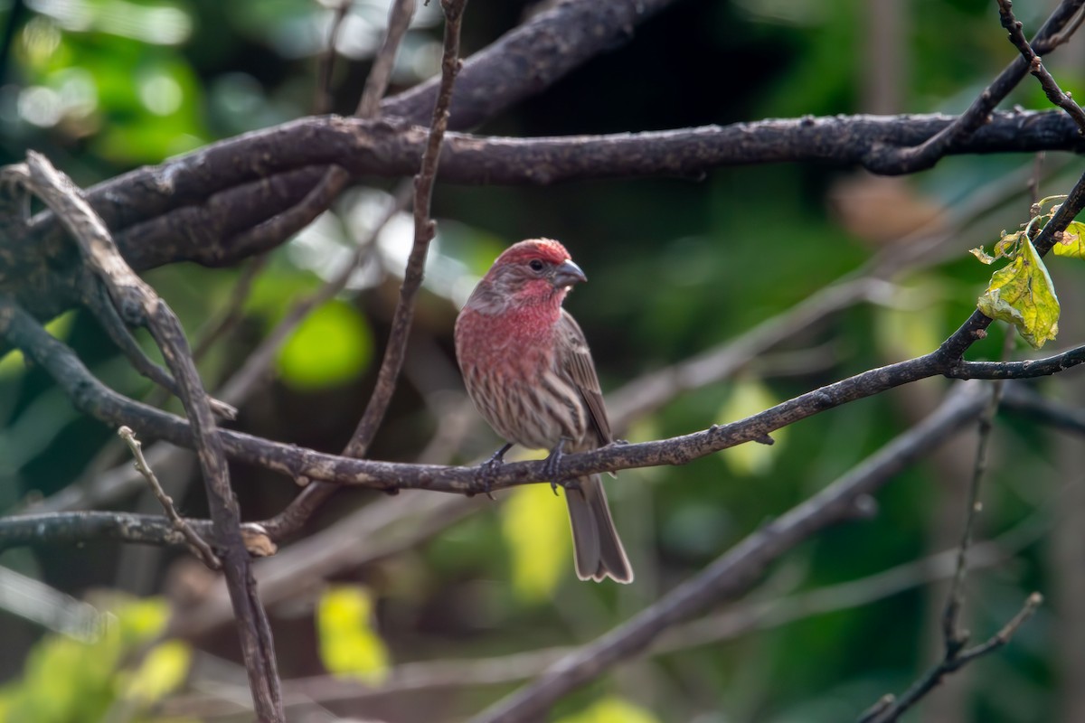 House Finch - ML645862009