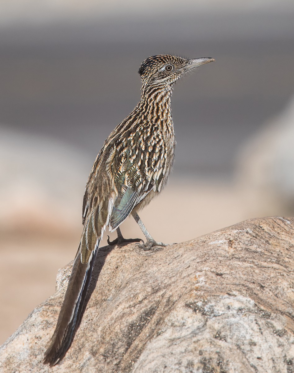 Greater Roadrunner - ML645862010