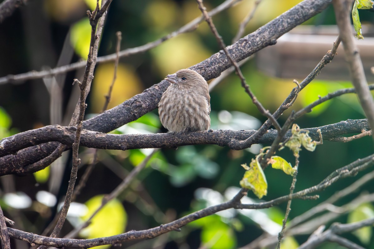 House Finch - ML645862014