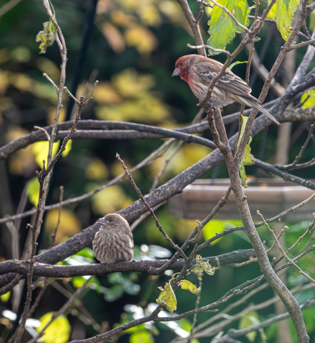 House Finch - ML645862024