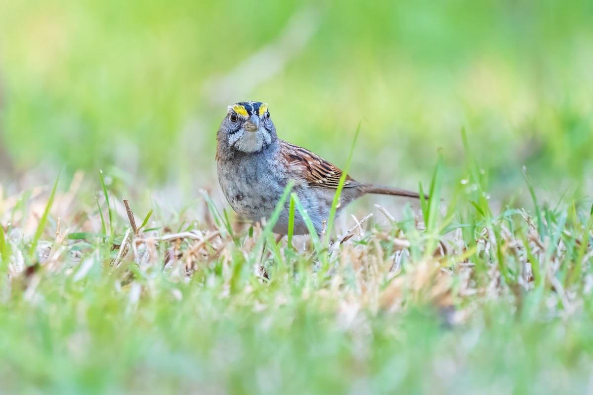 White-throated Sparrow - ML645862025