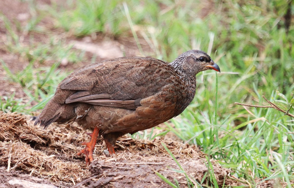 Hildebrandt's Spurfowl - ML645862026