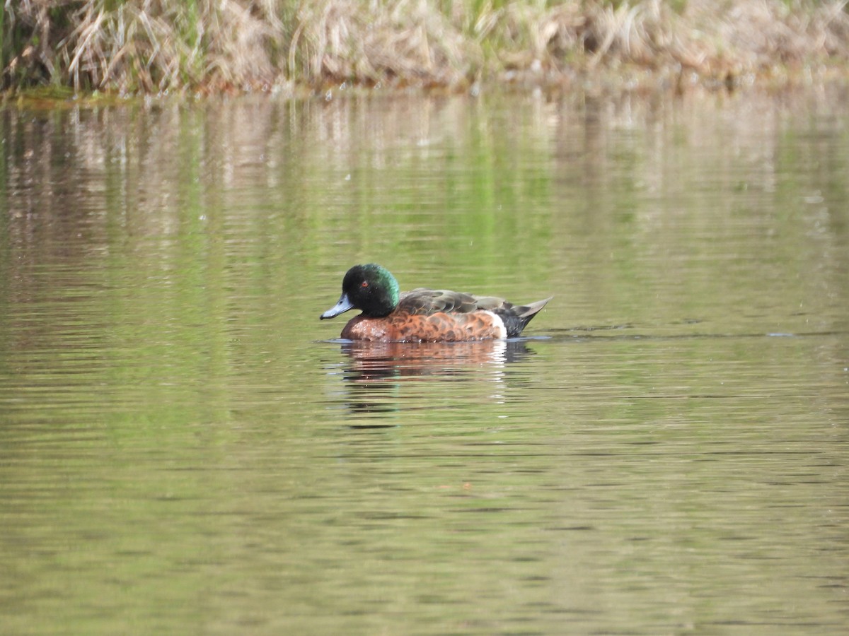 Chestnut Teal - ML645862028