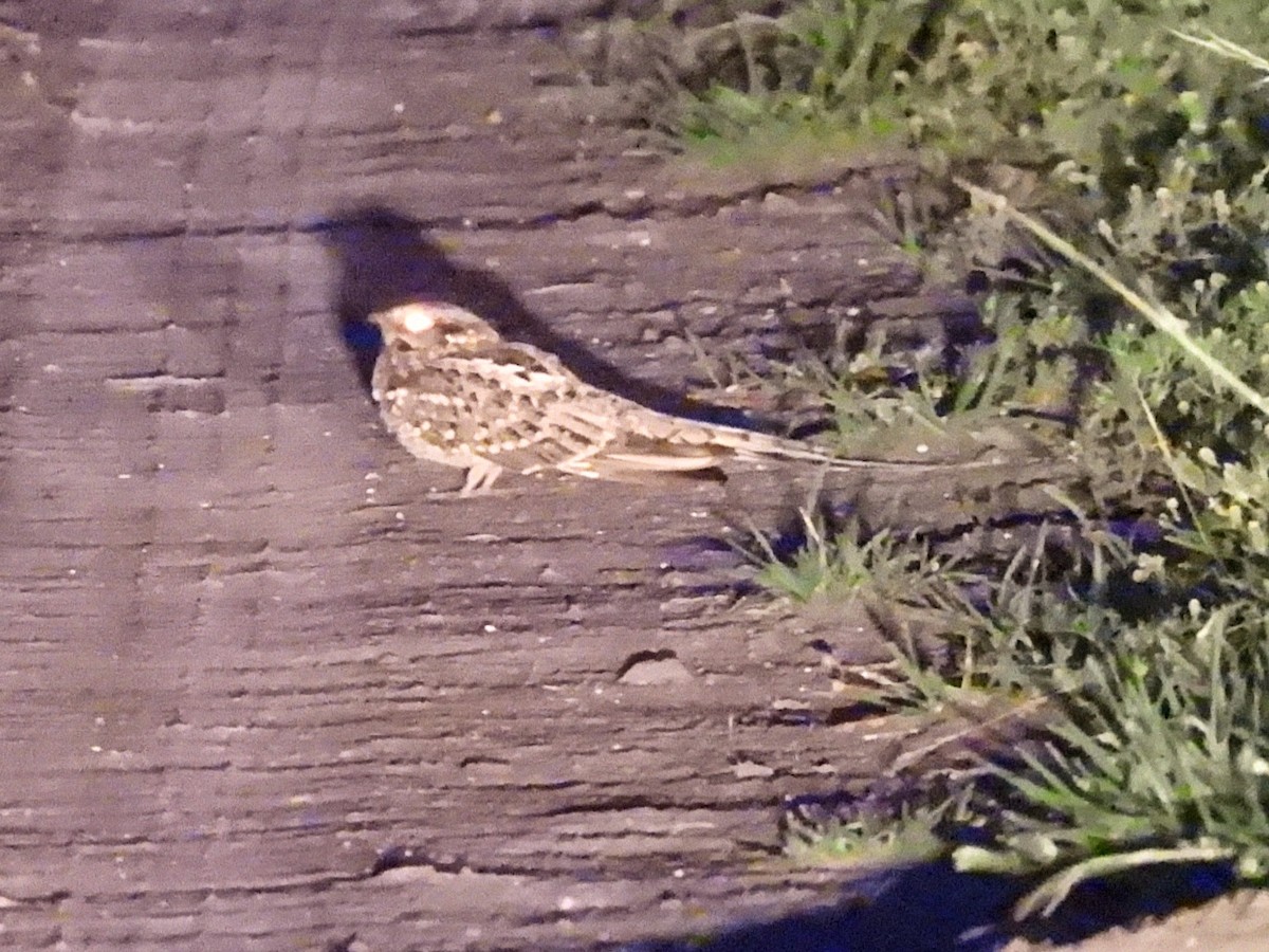 Scissor-tailed Nightjar - ML645862038