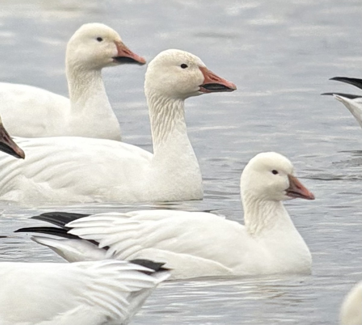 Snow x Ross's Goose (hybrid) - ML645862044