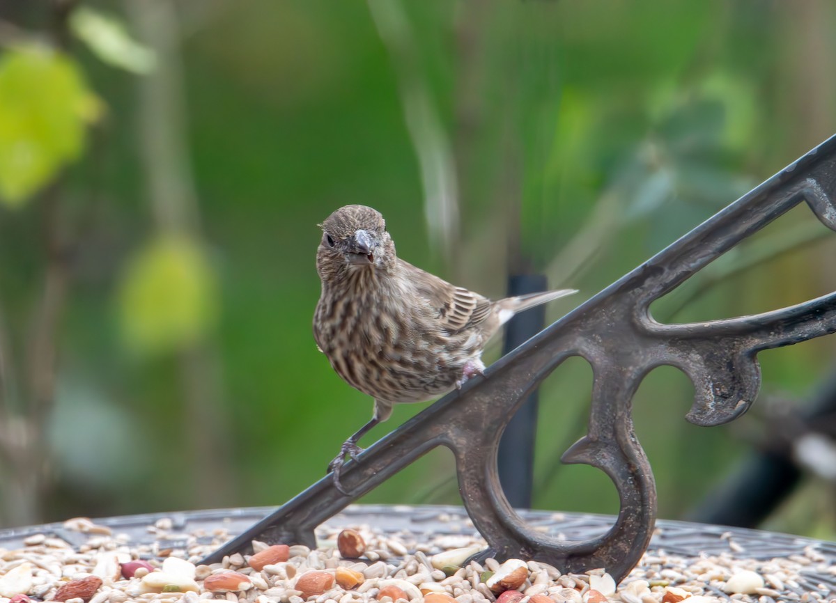 House Finch - ML645862046