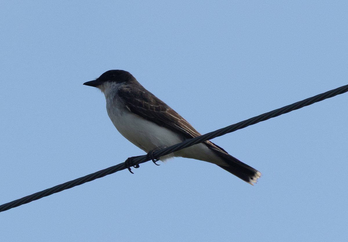 Tirano Oriental - ML645862049