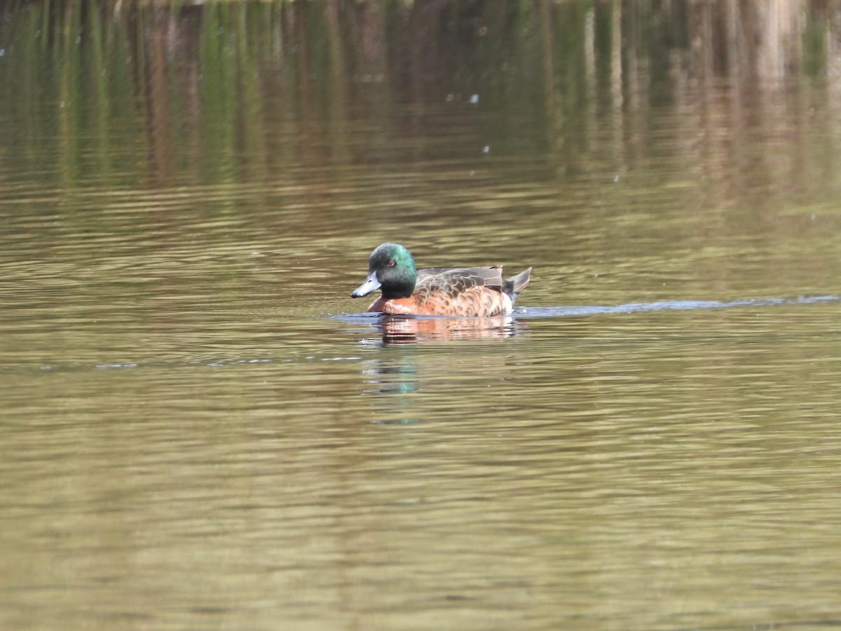 Chestnut Teal - ML645862051