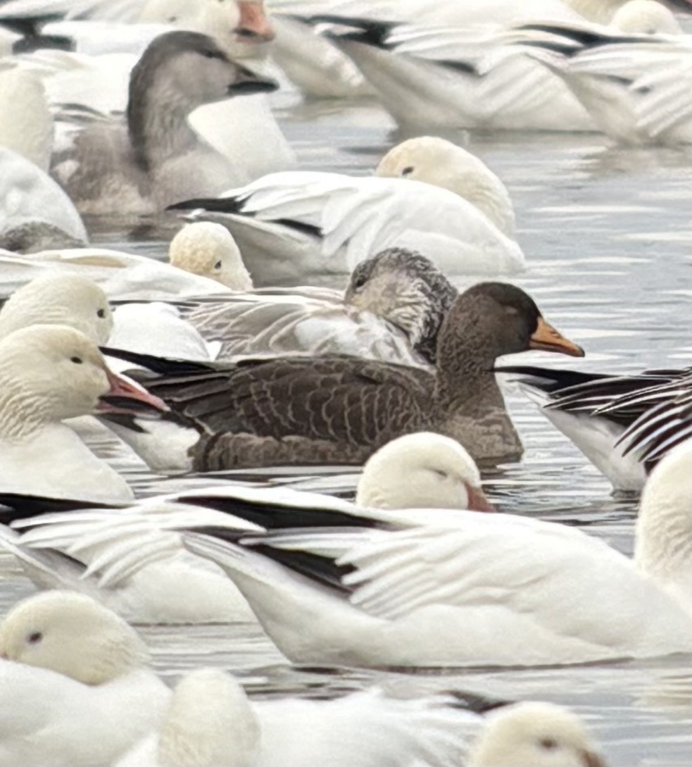 Greater White-fronted Goose - ML645862058