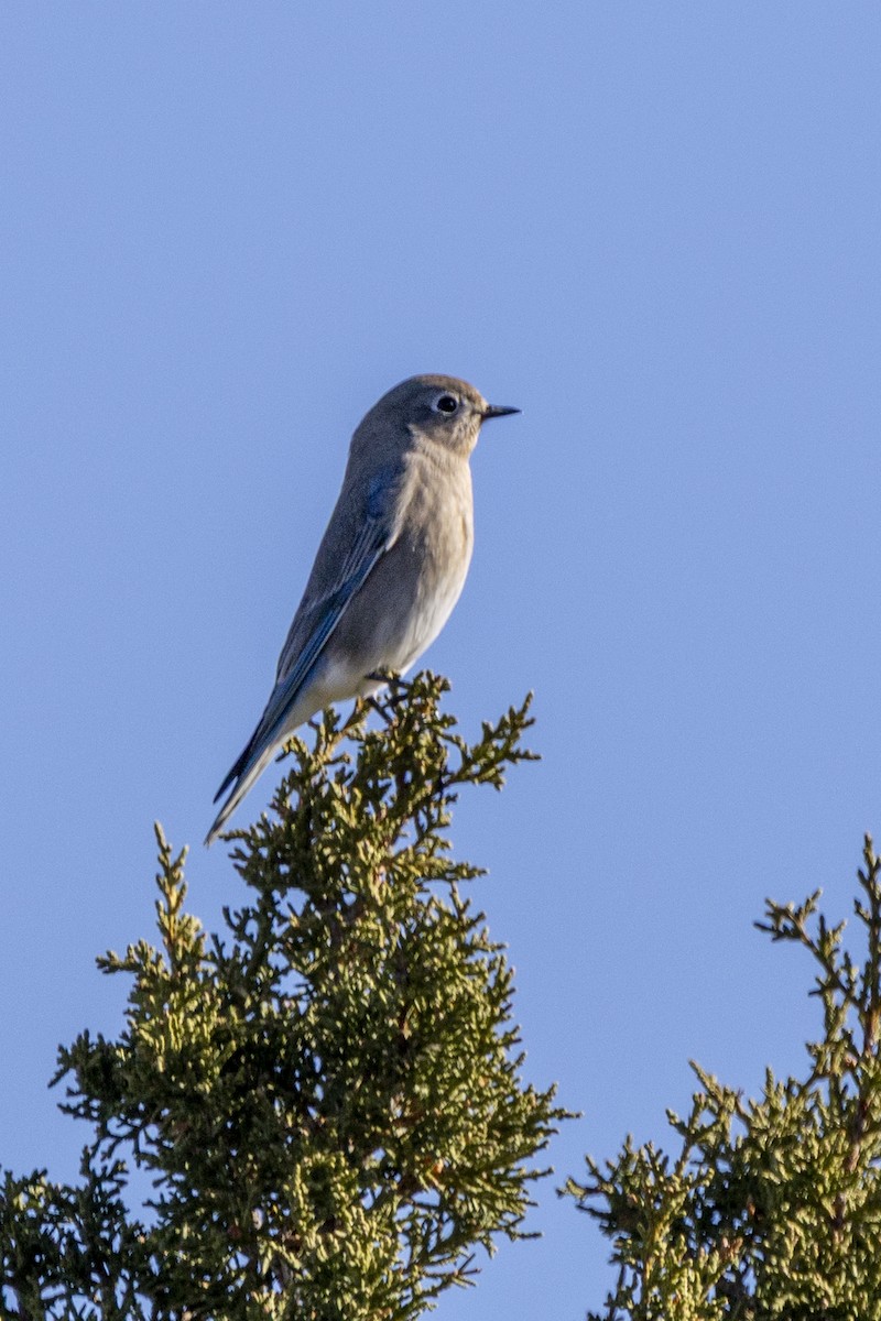 Mountain Bluebird - ML645862073
