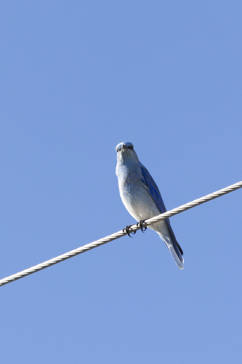 Mountain Bluebird - ML645862074