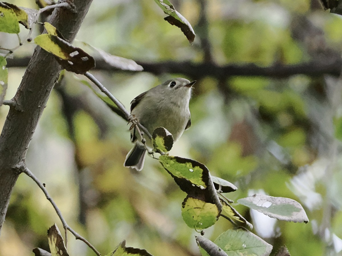 králíček americký - ML645862082