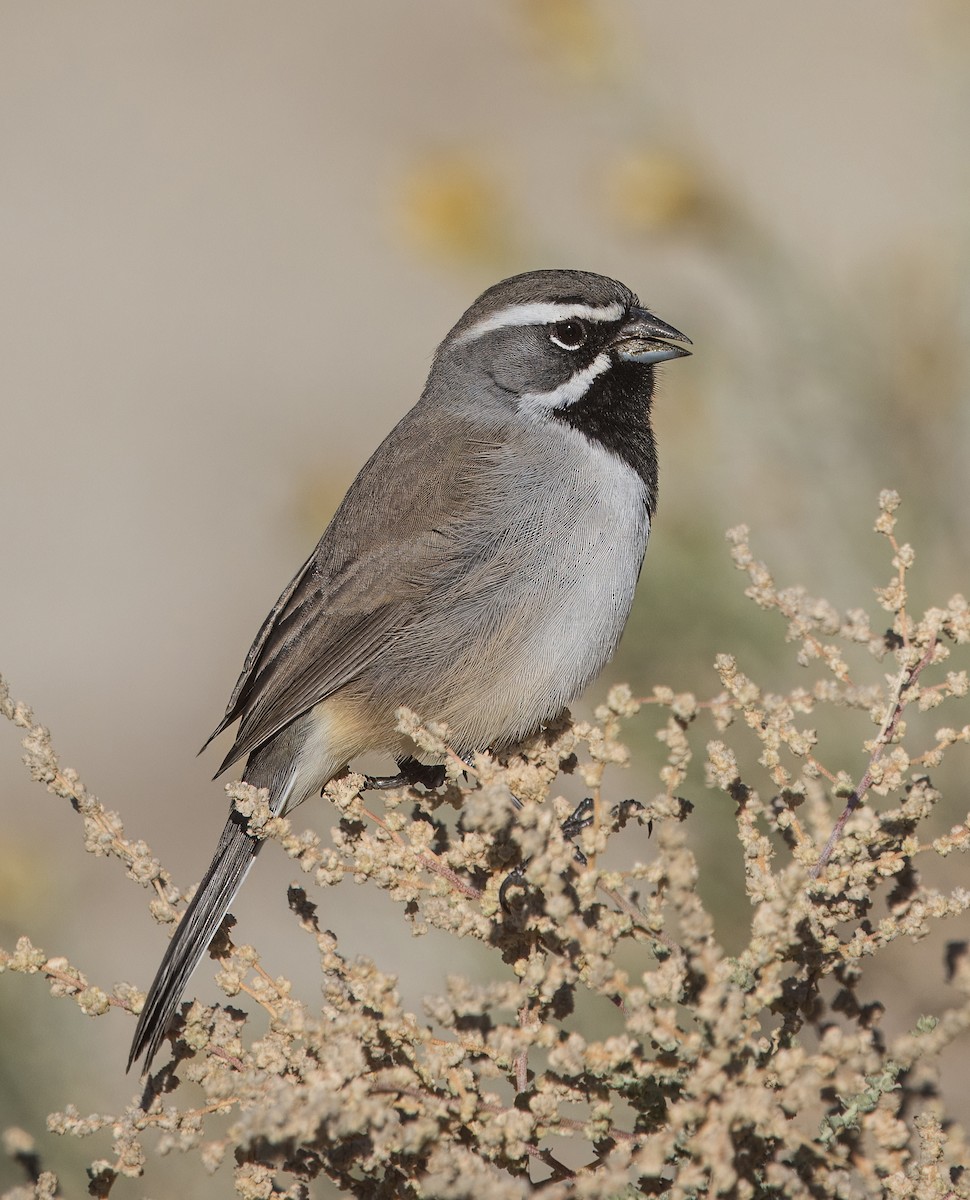 Black-throated Sparrow - ML645862085