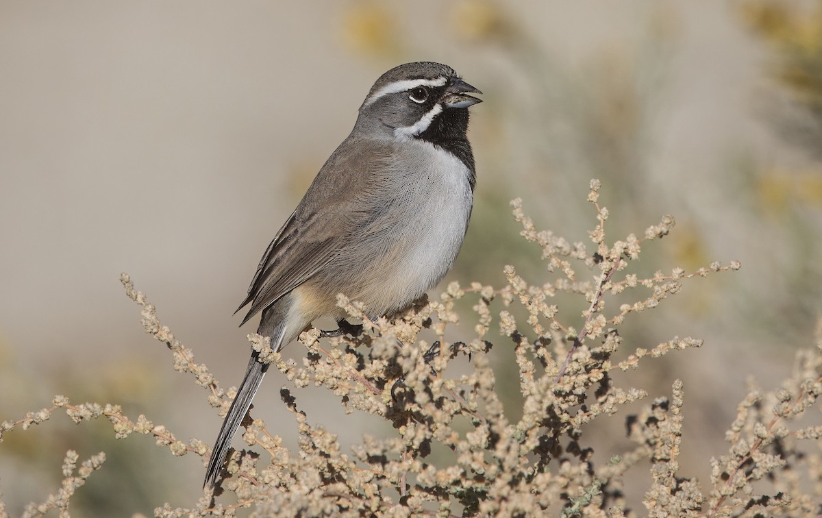 Black-throated Sparrow - ML645862087