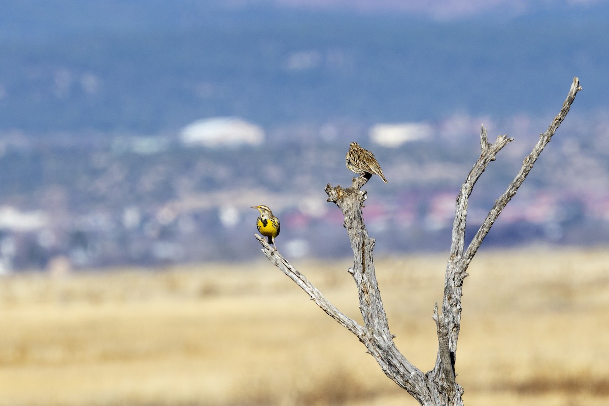 Western Meadowlark - ML645862090
