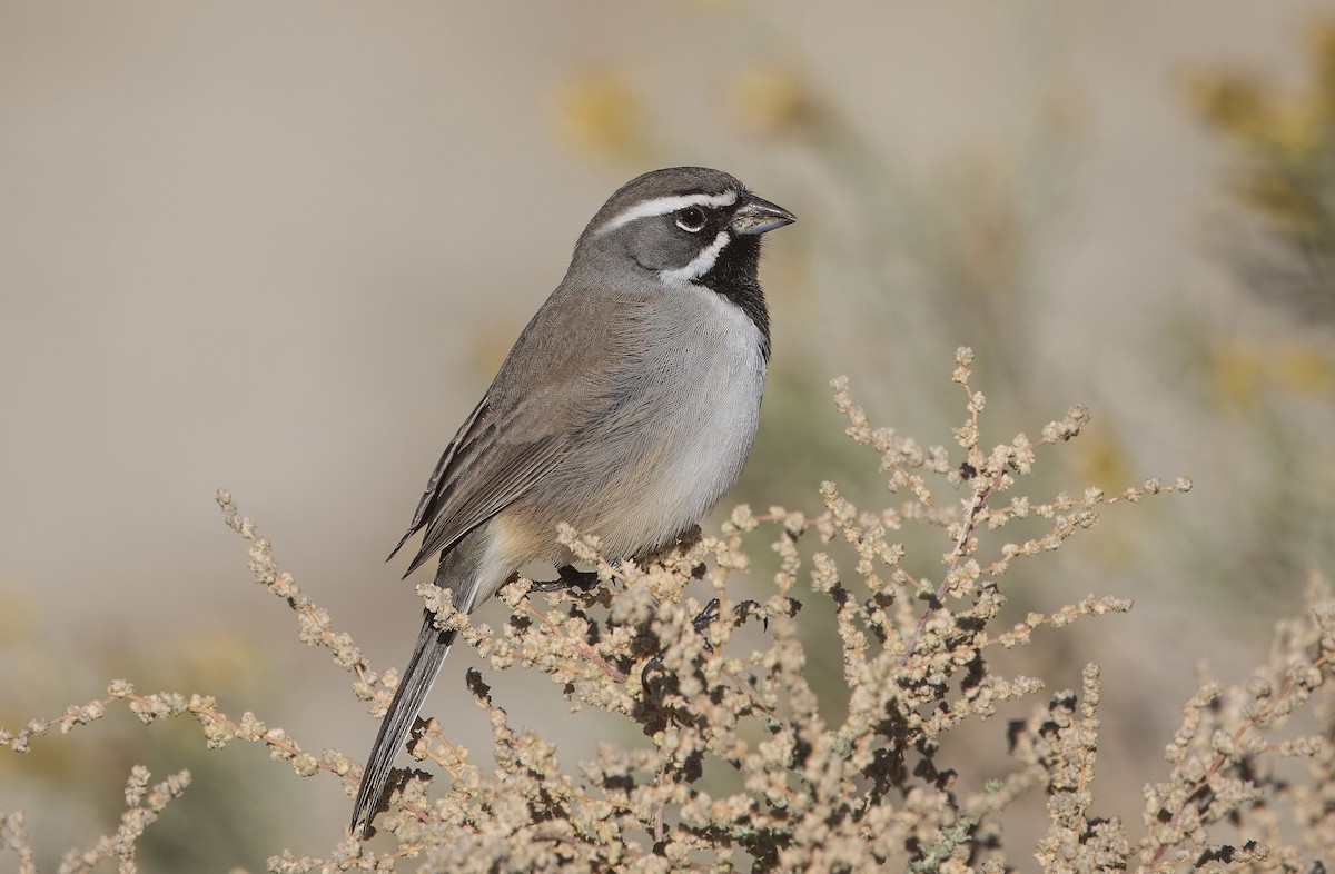 Black-throated Sparrow - ML645862094