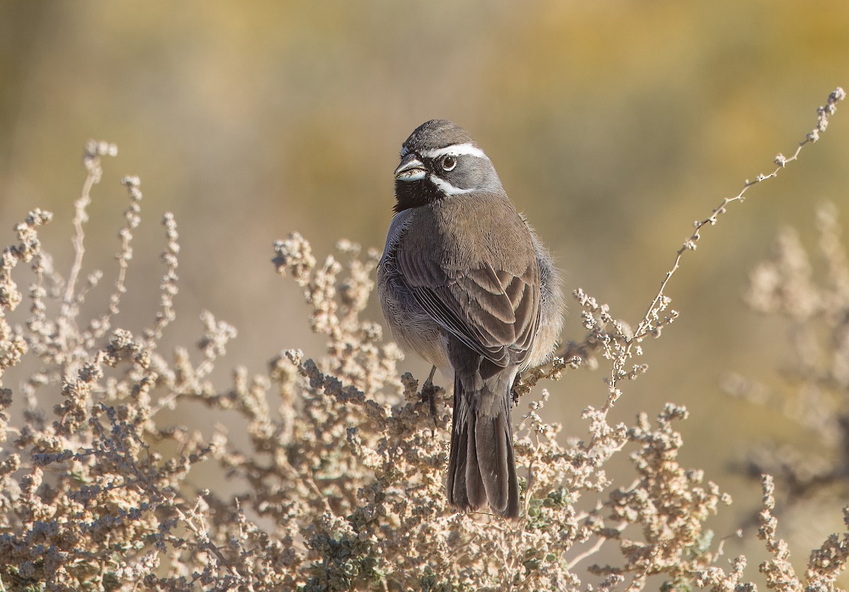 Black-throated Sparrow - ML645862095