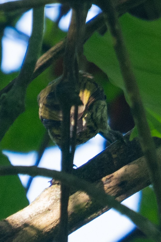 Bar-breasted Piculet - ML645862096