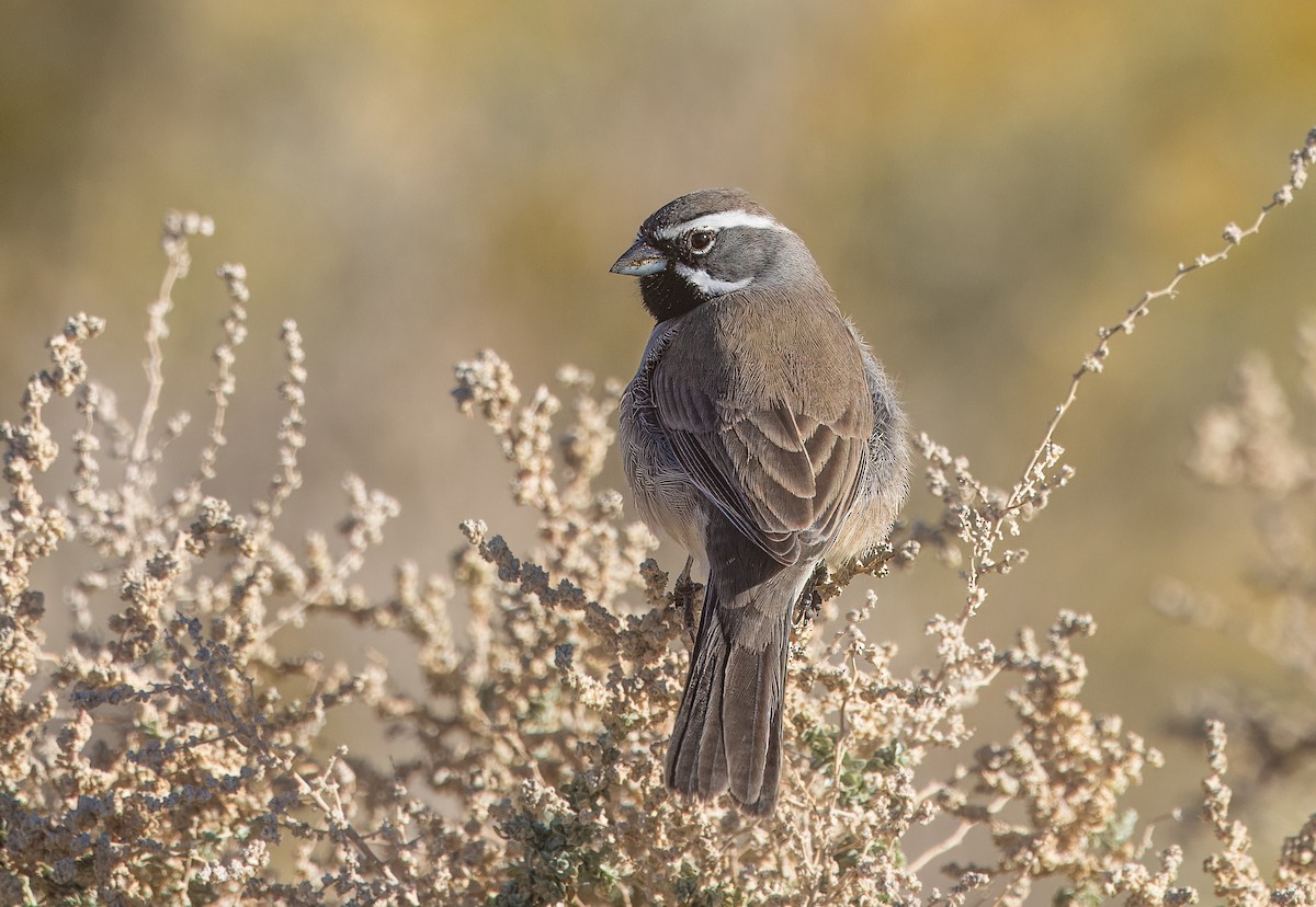 Black-throated Sparrow - ML645862097