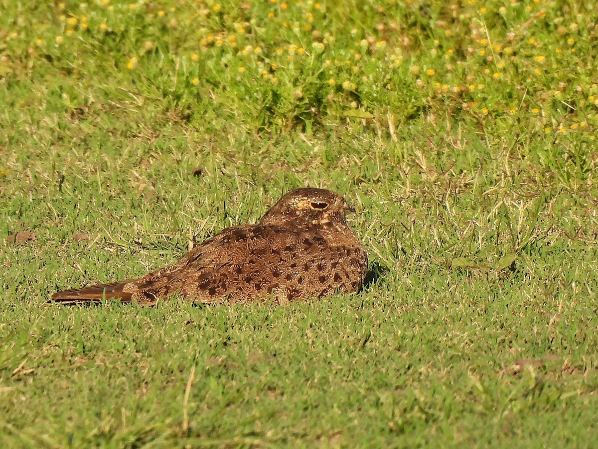 シロハラヨタカ - ML645862104