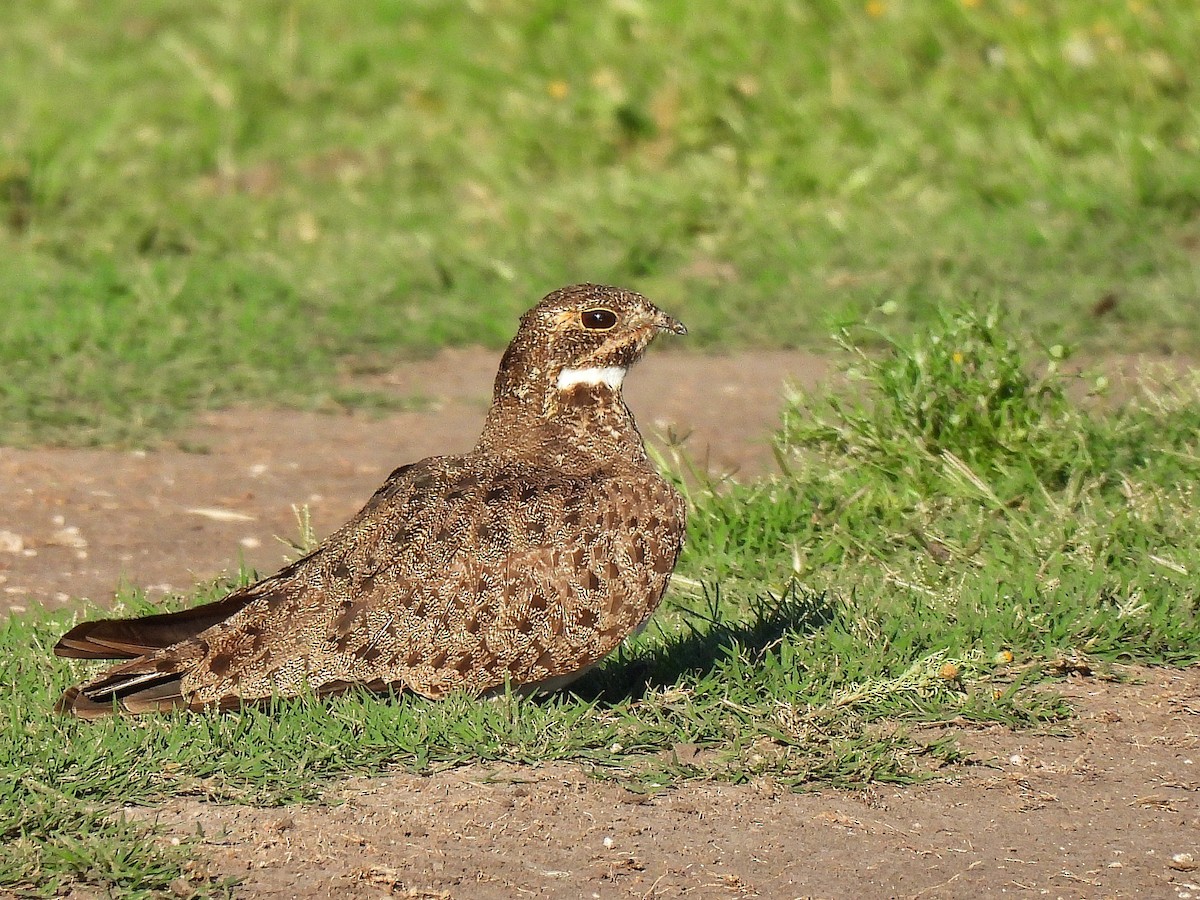 シロハラヨタカ - ML645862106