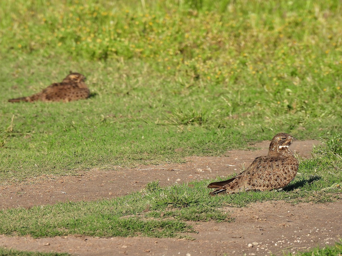 シロハラヨタカ - ML645862107