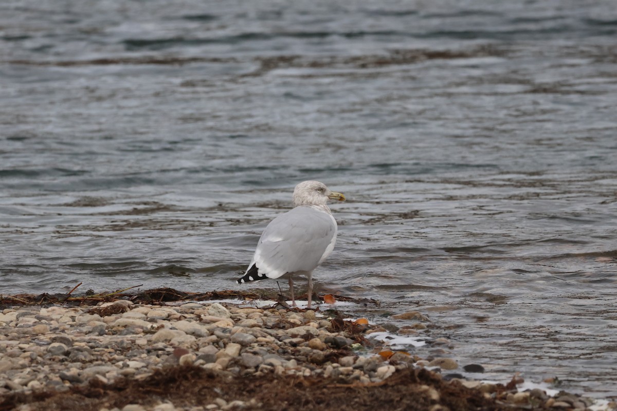 American Herring Gull - ML645862111