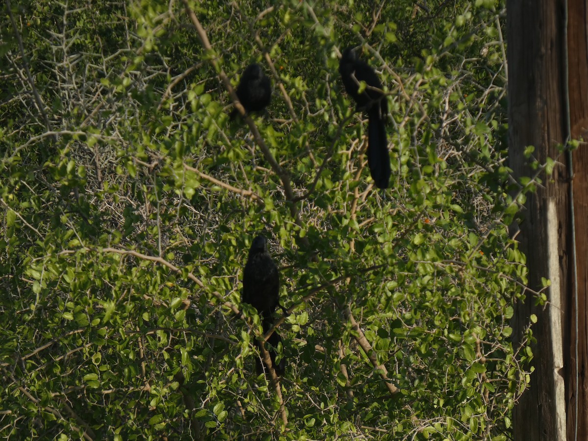 Groove-billed Ani - ML645862122