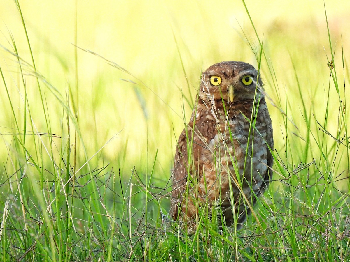 アナホリフクロウ - ML645862127