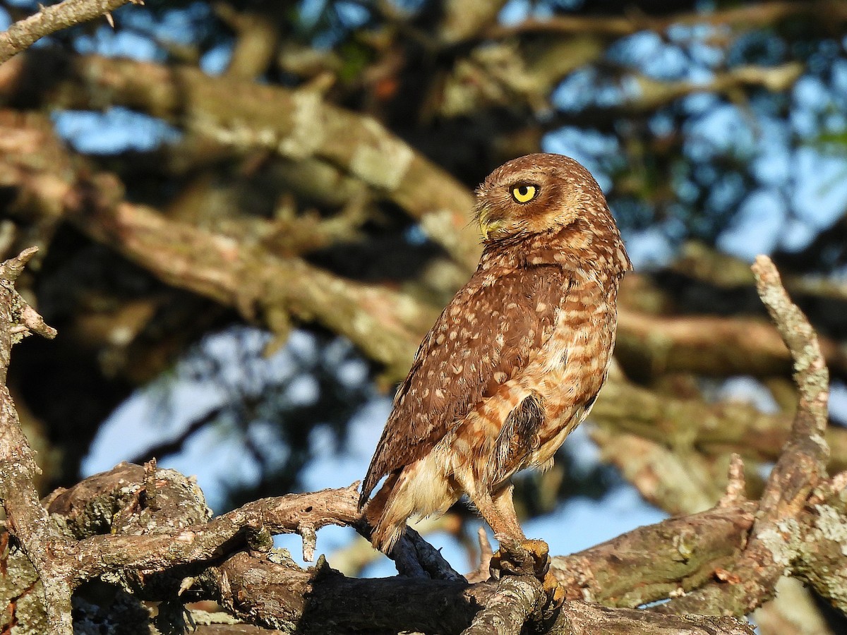 アナホリフクロウ - ML645862128